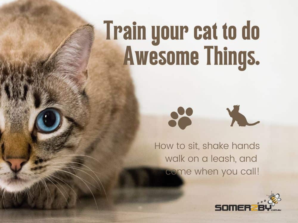 Train your cat to do Awesome Things.
