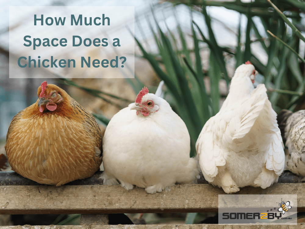 How Much Space Does a Chicken Need?