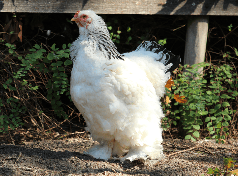 Larger Chicken Breeds