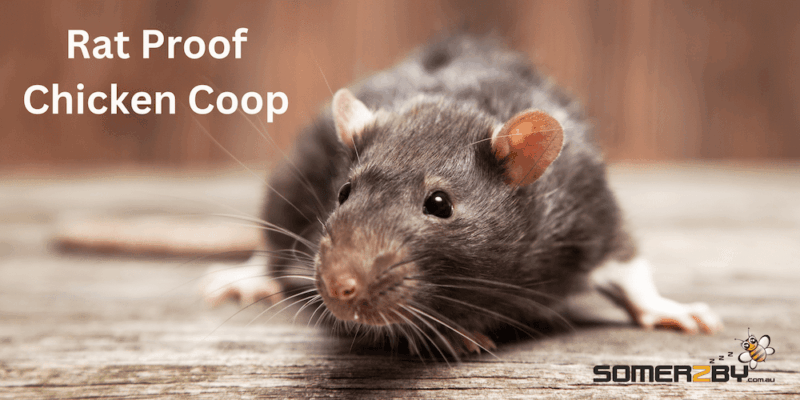 Rat Proof Chicken Coop