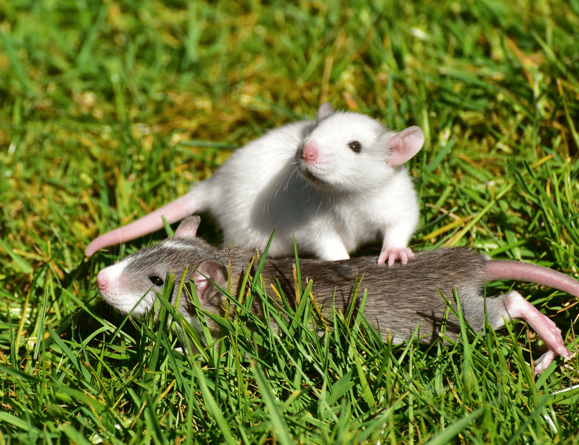 Use Poison To Kill Rats