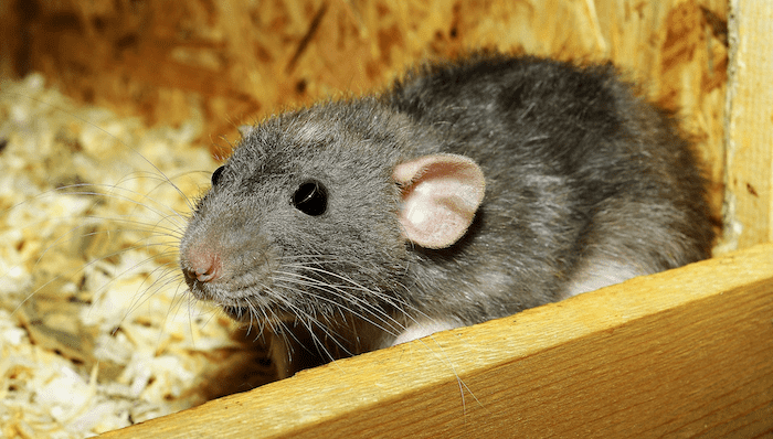 Why Are Rats A Problem?