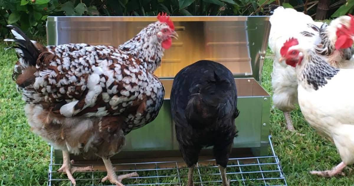Chickens using Feeder