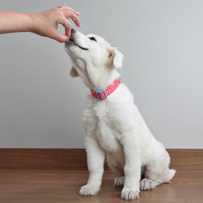 How Do Dental Dog Treats Work