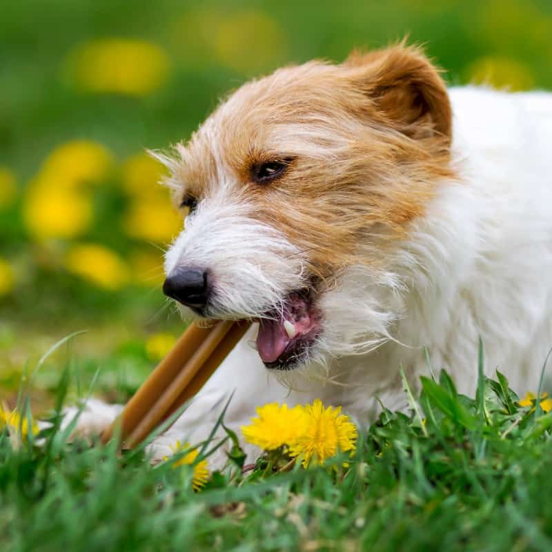 What Are the Best Dog Treats in Australia