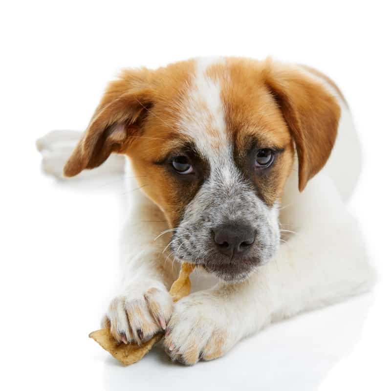 What Do Professional Dog Trainers Use for Treats