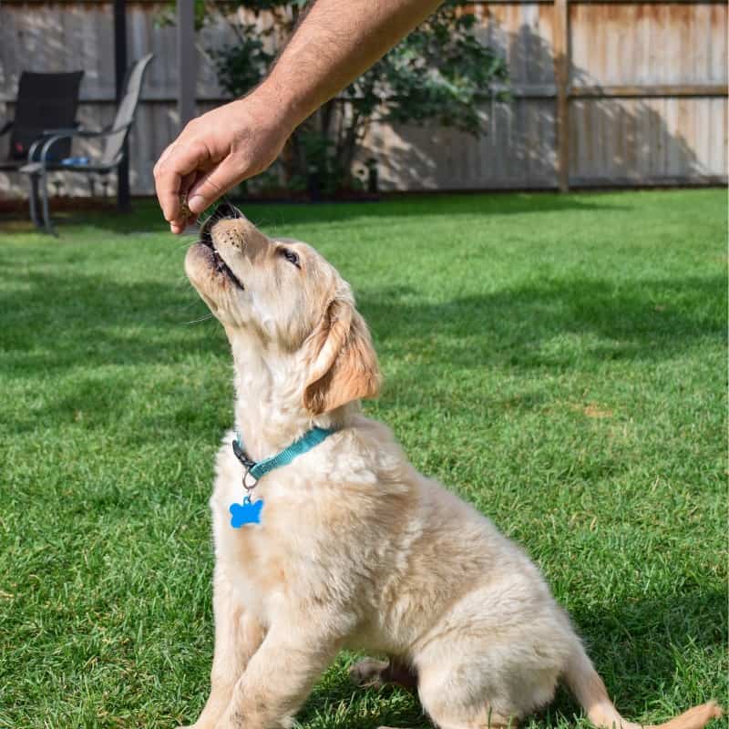 What Treats are Safe for Puppies