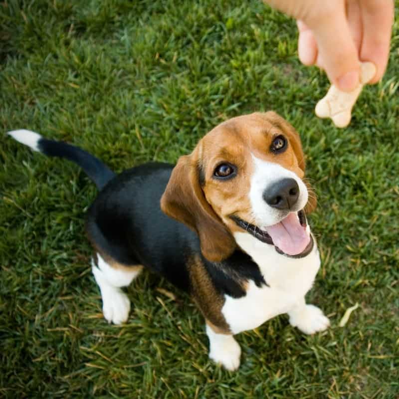 What are the Healthiest Puppy Treats