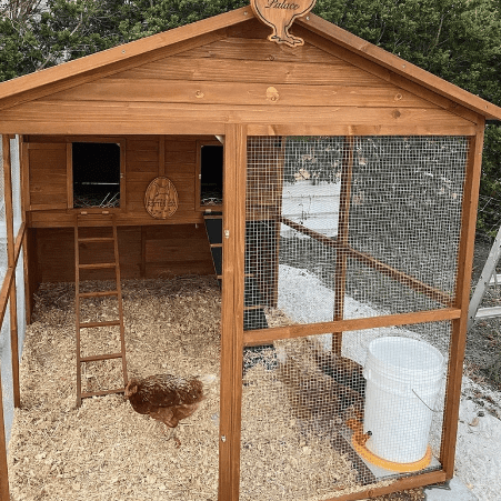 Can a Chicken Coop Be Too Big?