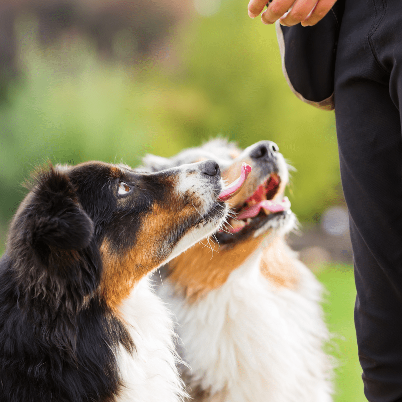 What Are the Best Healthy Dog Treats?