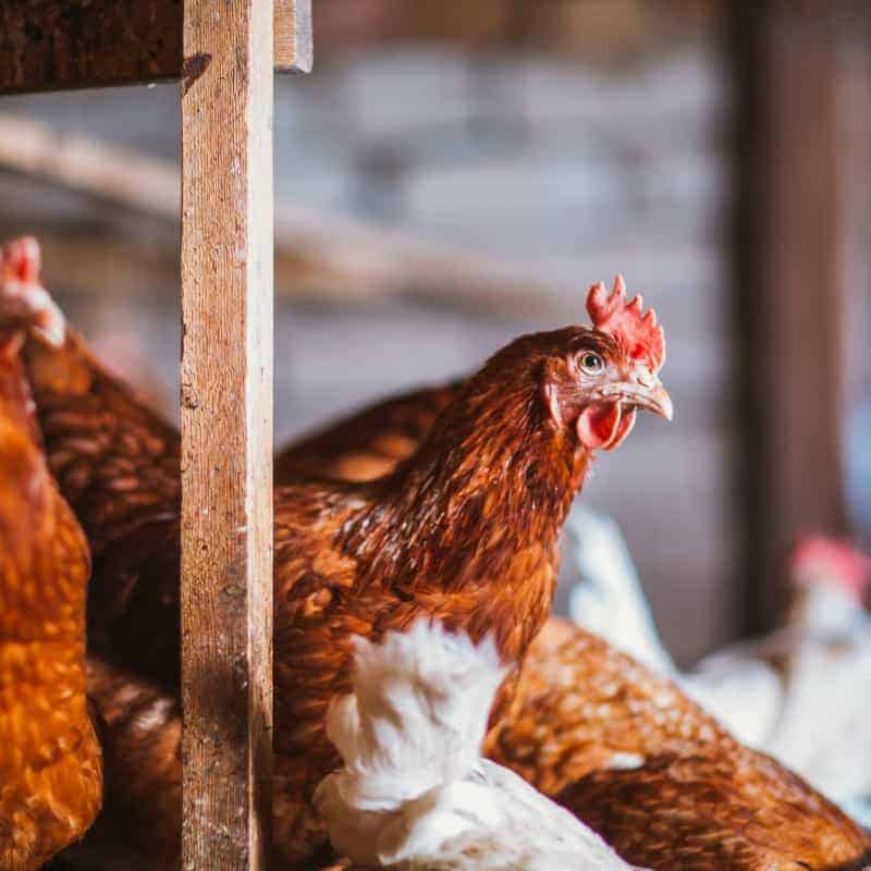 A walk in coop will allow plenty of room for your flock to move around