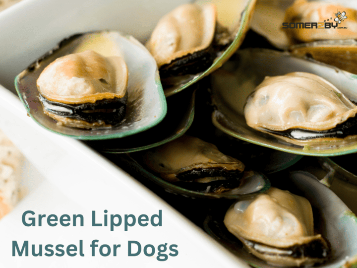 Green Lipped Mussel for Dogs