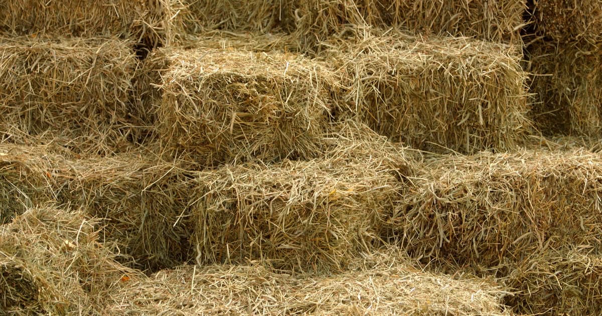 Rabbits eat hay
