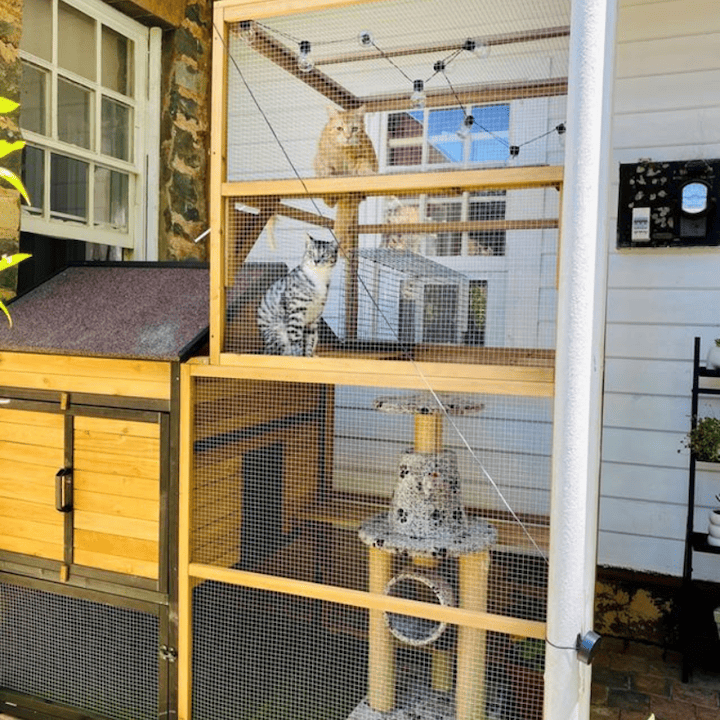 Connecting Outdoor Cat Enclosures To Your House Somerzby Guide