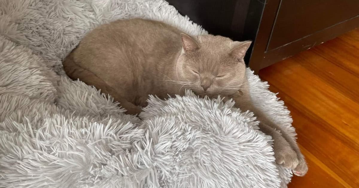 Calming Cat Bed