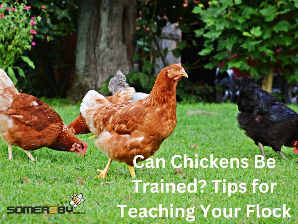 Can Chickens Be Trained? Tips For Teaching Your Flock