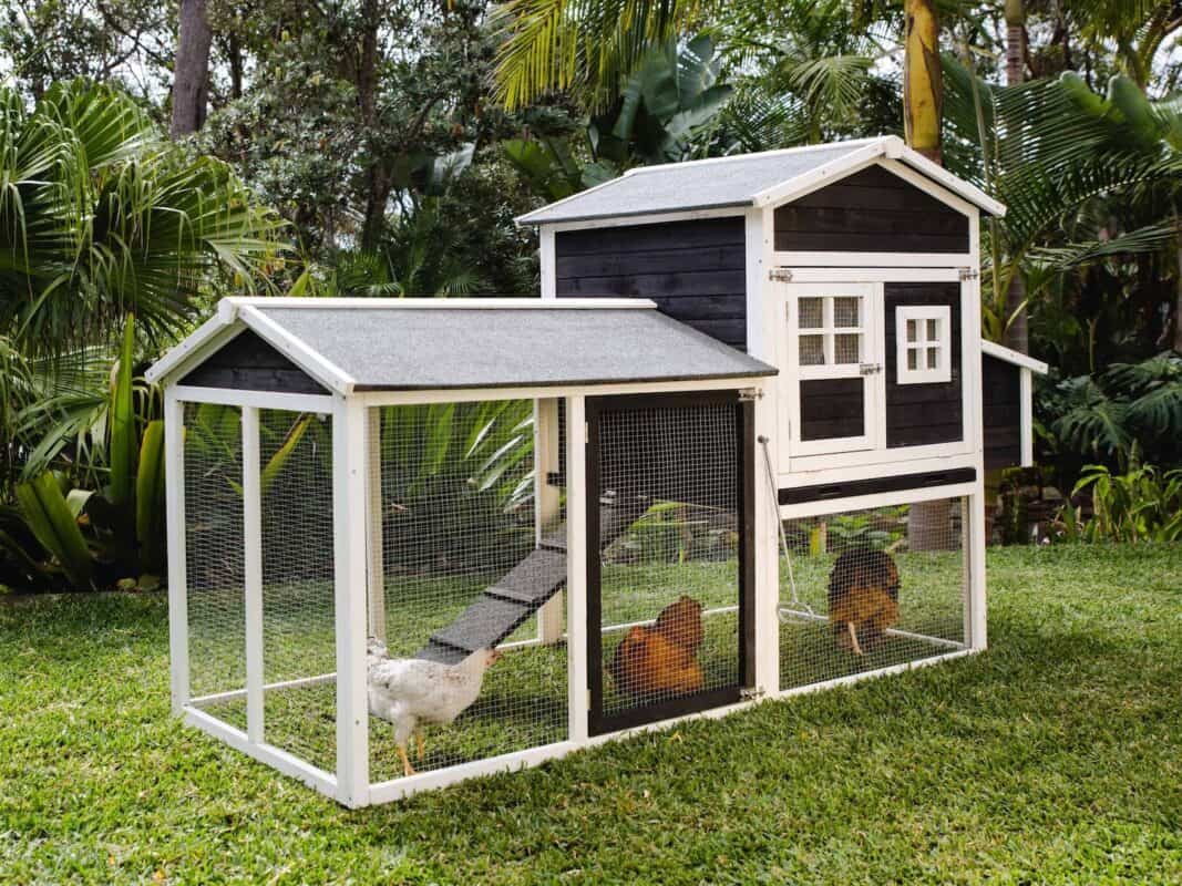 Choosing the Perfect Chicken Coop