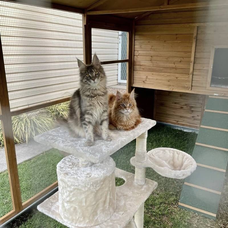 Customer Photo Cat and Cat Scratcher