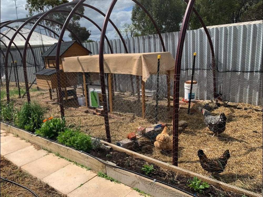 Customer photo Cabana and Run chickens