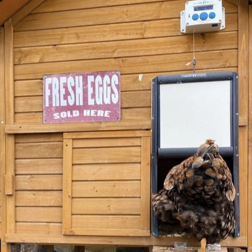 Customer photo Cabana chicken guard automatic door