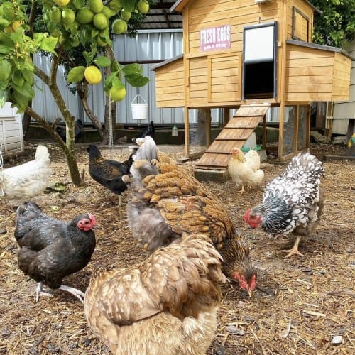 Customer photo Cabana chicken guard automatic door