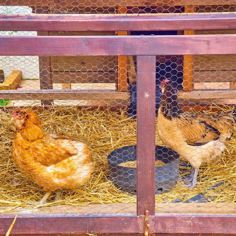 Factors to Consider When Making a Chicken Coop