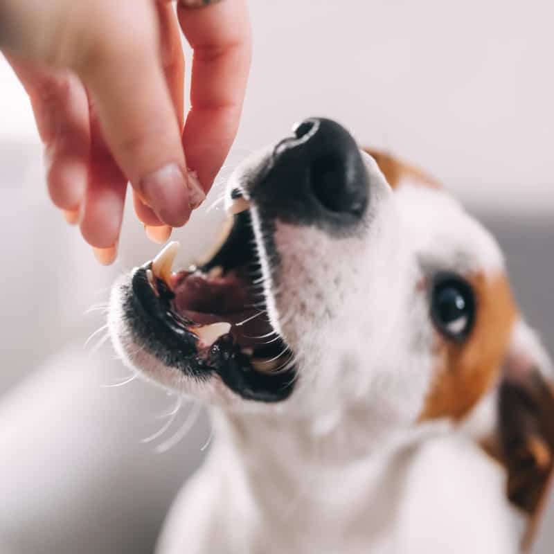 Frozen or Cooked Chicken Breasts For Dogs