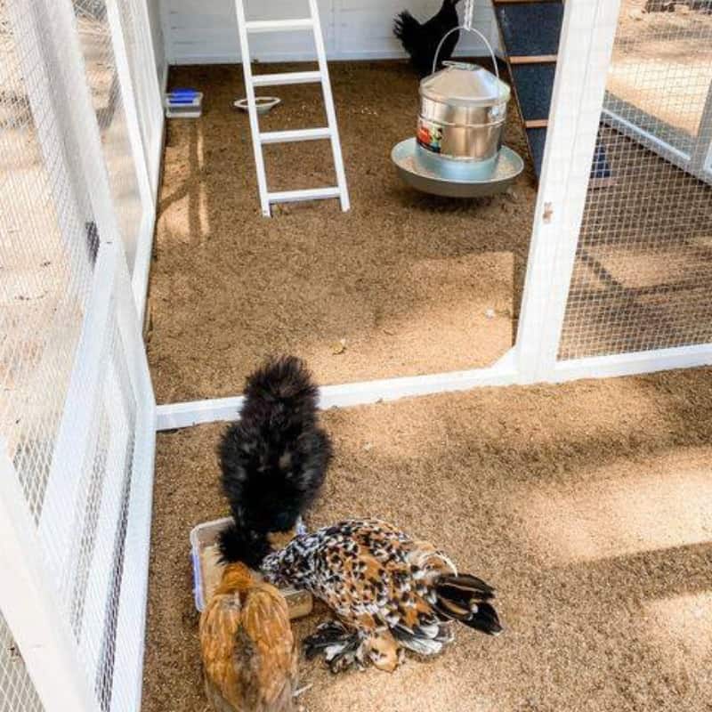 How Much Space Do Your Chickens Need?