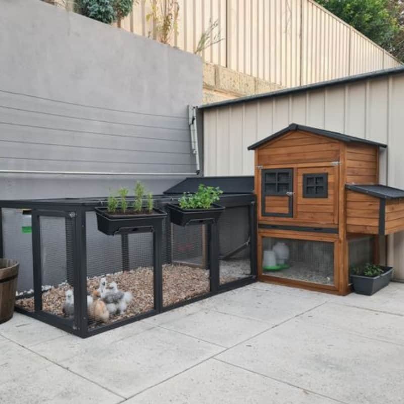 Plastic Coops Are Lightweight & Easy To Clean