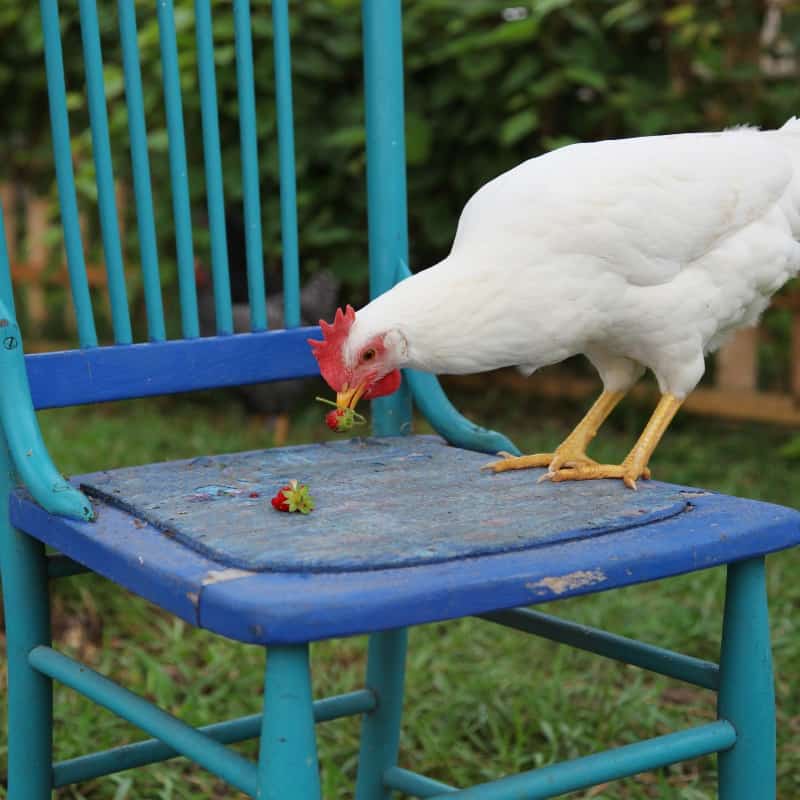 Positive Reinforcement Training for Chickens