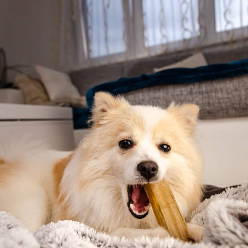 Tips for giving long-lasting dog treats to your dog