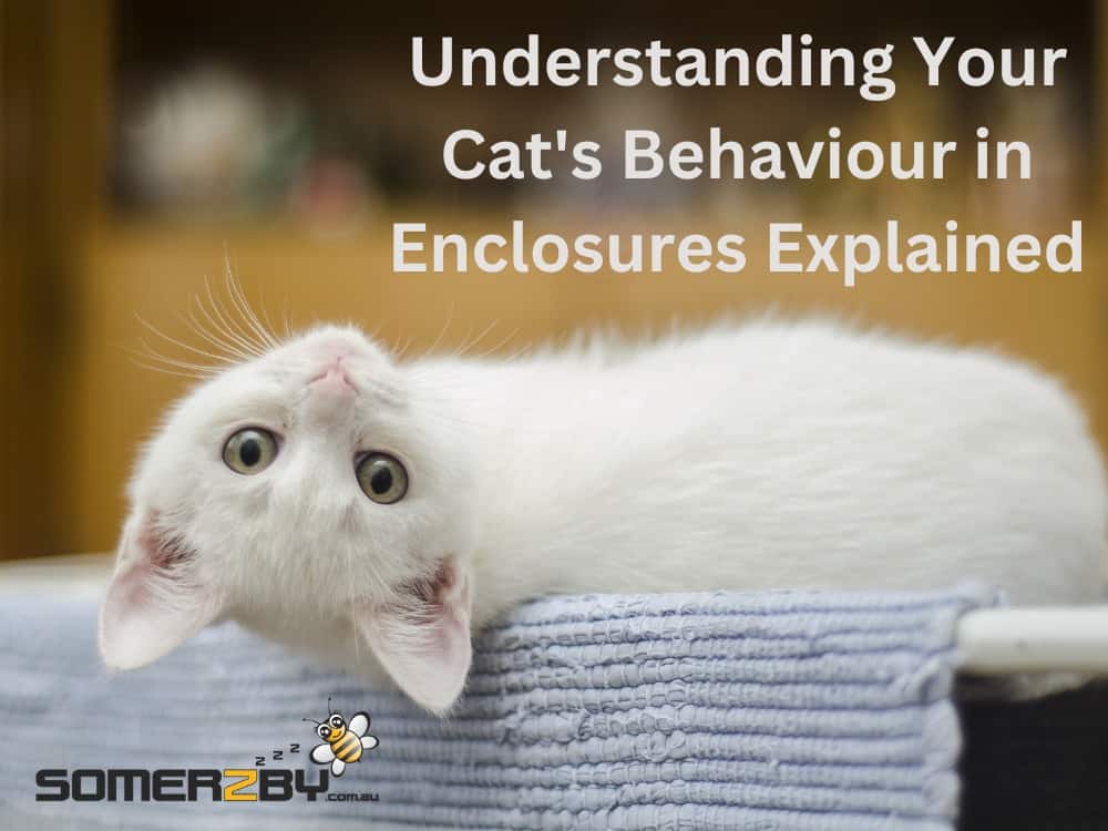 Understanding Your Cat's Behaviour in Enclosures Explained