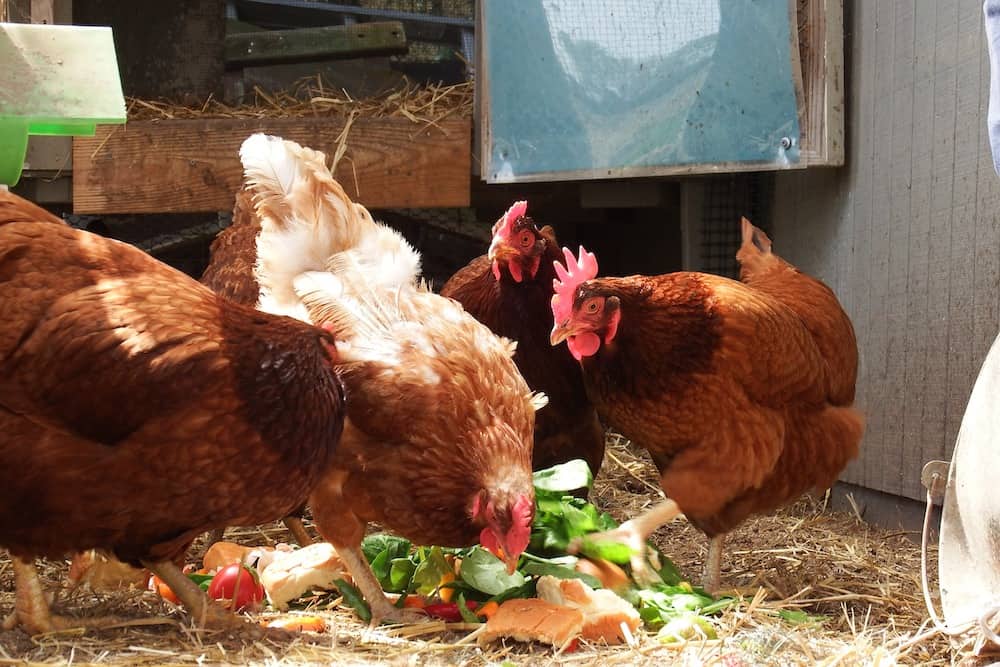 What Scraps Not to Feed Chickens