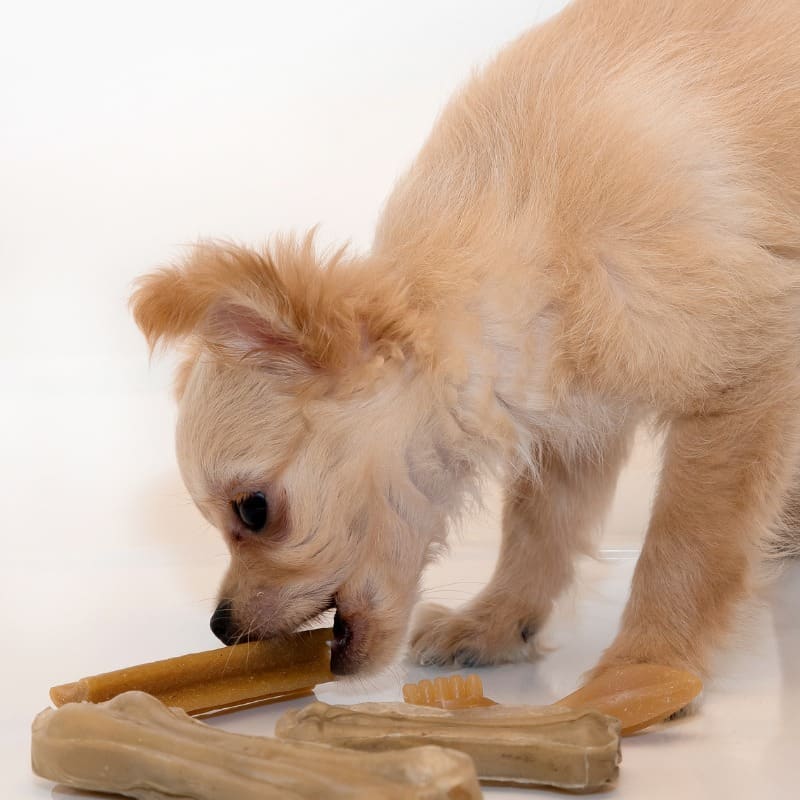 benefits of long-lasting dog treats