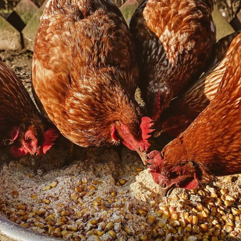 Can Chickens Eat All Food Scraps?