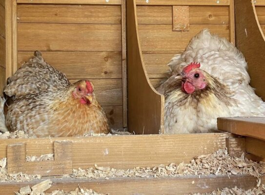 Customer photo Cabana Chicken House nesting boxes