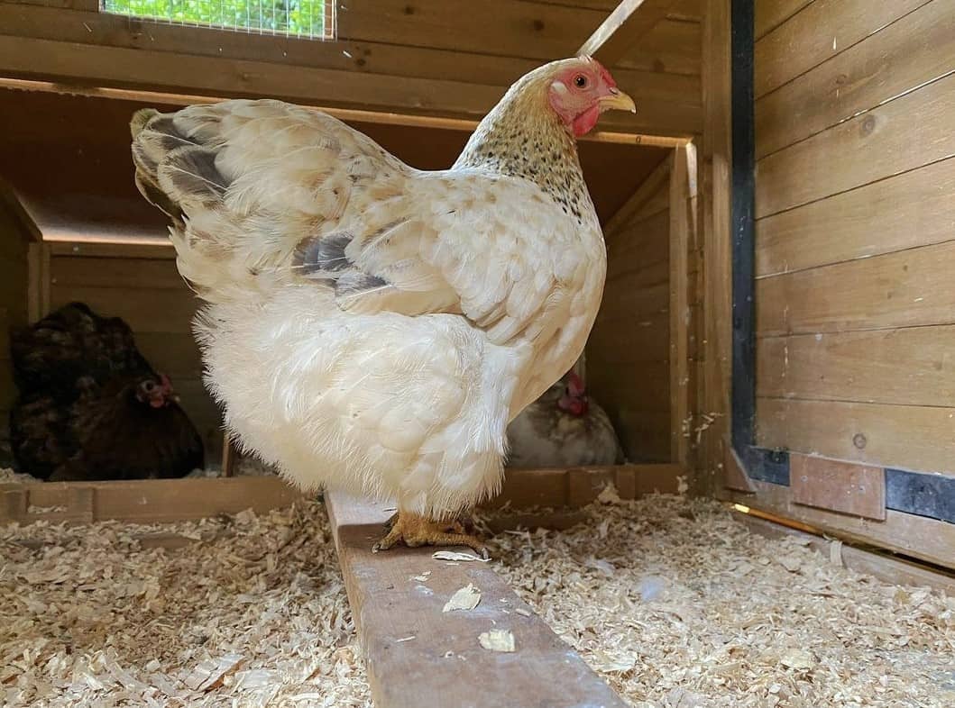 Customer photo Cabana Chicken House