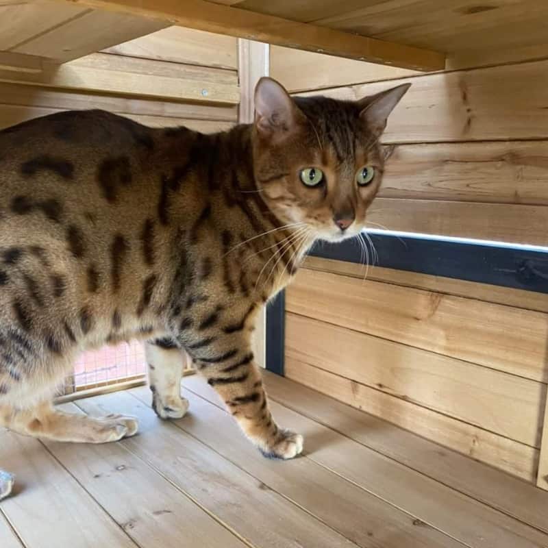 Homestead Cat Enclosure