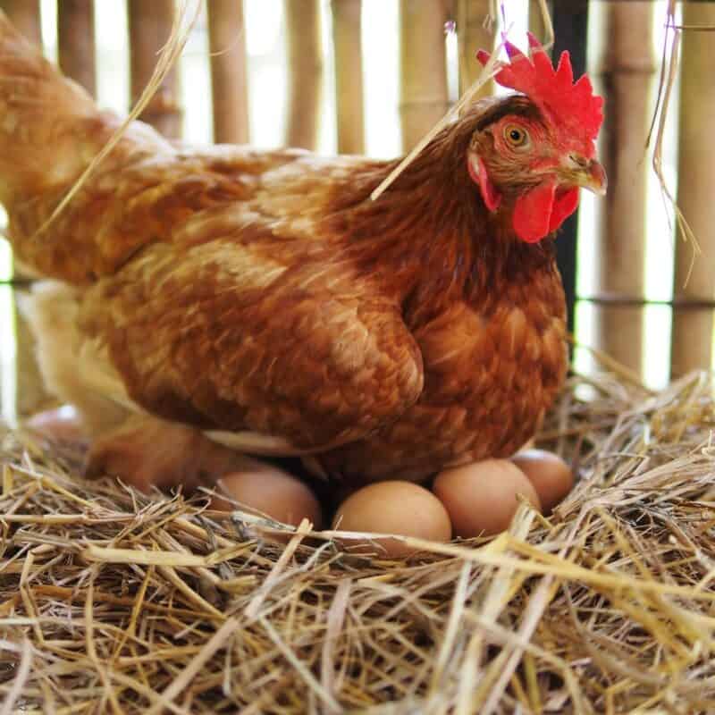 Strategies To Optimise Egg Production