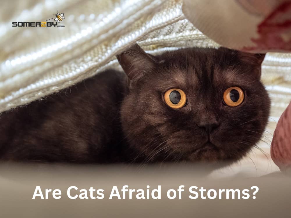 Are Cats Afraid of Storms