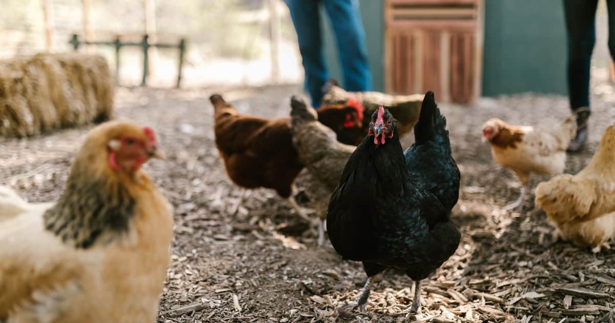 Comfortable Chickens in Coop