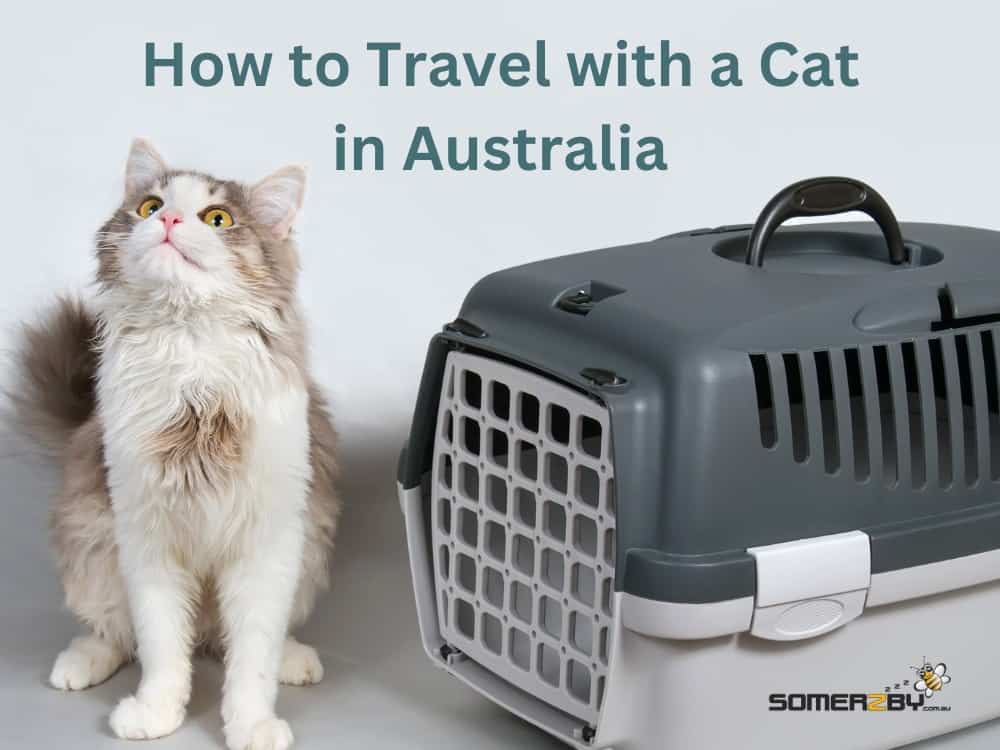 How To Travel With A Cat In Australia