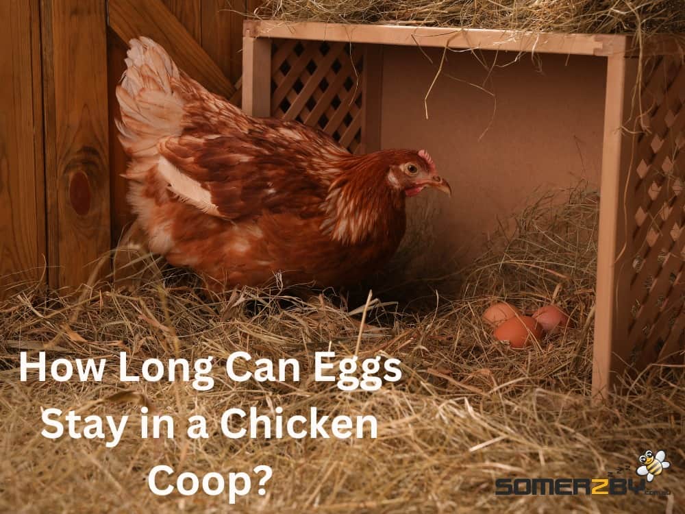 How long eggs can stay in a chicken coop