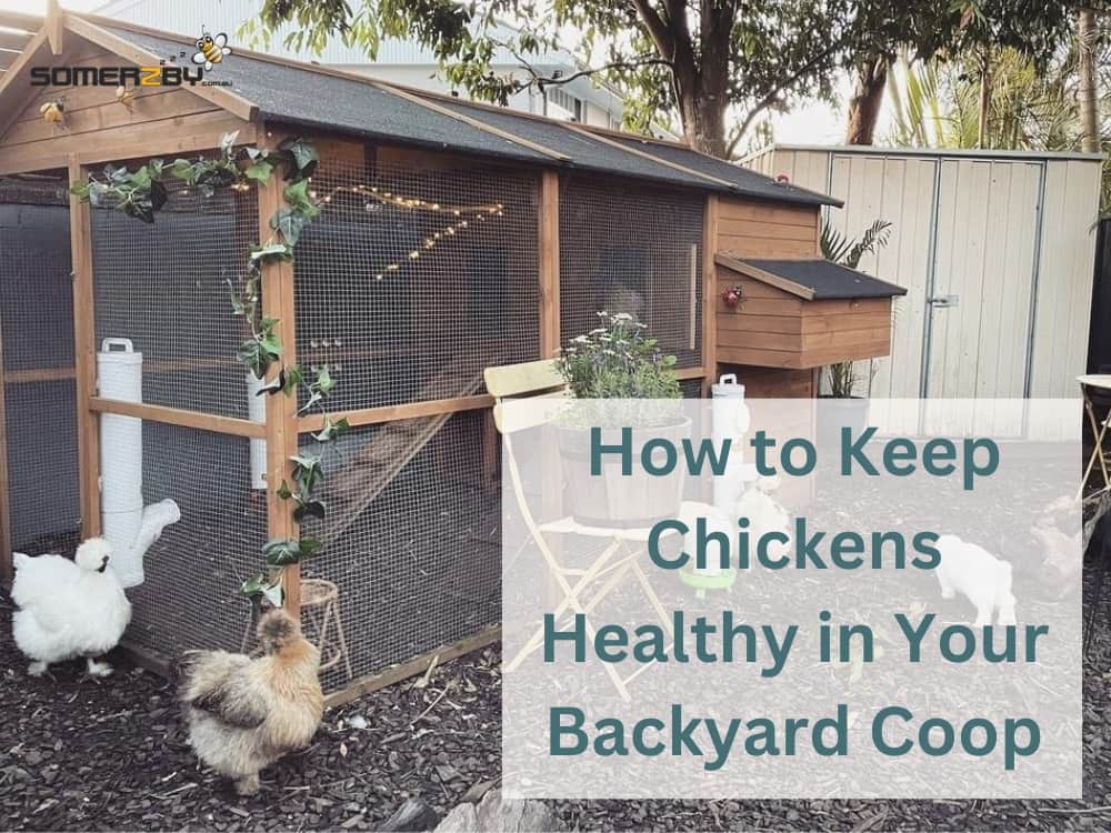 How To Keep Chickens Healthy In Your Backyard Coop