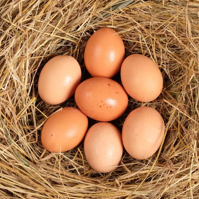 Proper ventilation is essential for your chicken coop