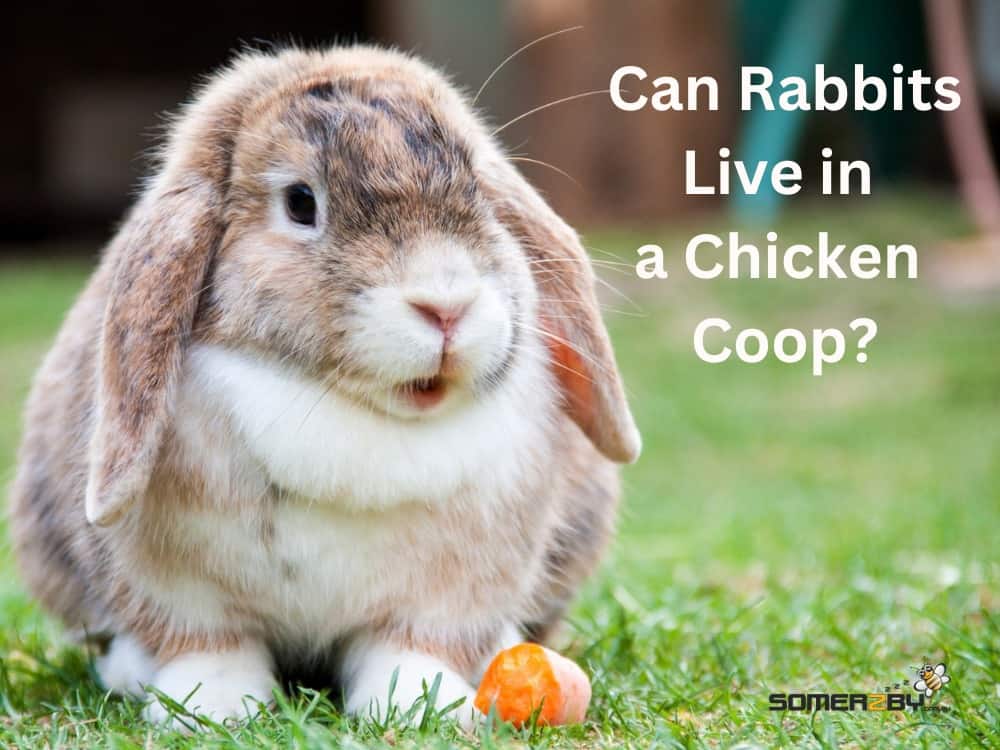 Can rabbits live in a chicken coop