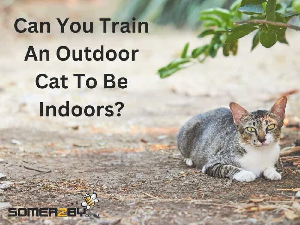 Can you train an outdoor cat to be indoors
