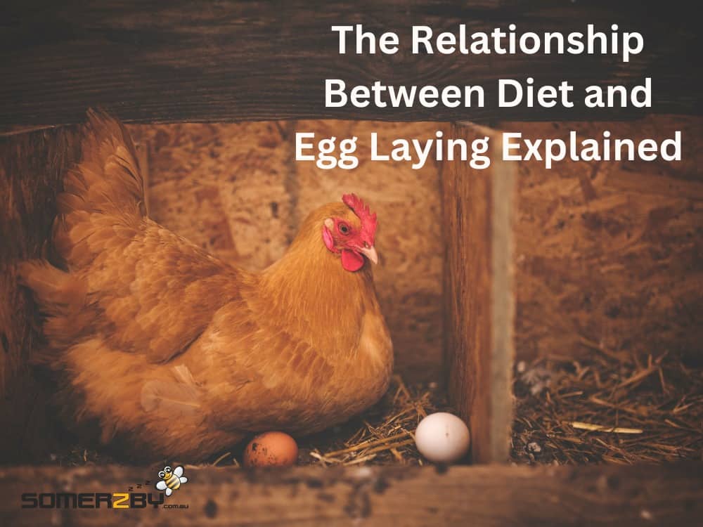 Comprehending the relationship between diet and egg laying