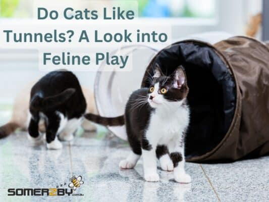 Do Cats Like Tunnels? A Look into Feline Play