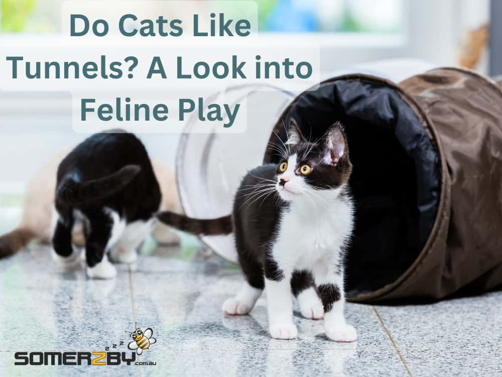 Do Cats Like Tunnels? A Look into Feline Play